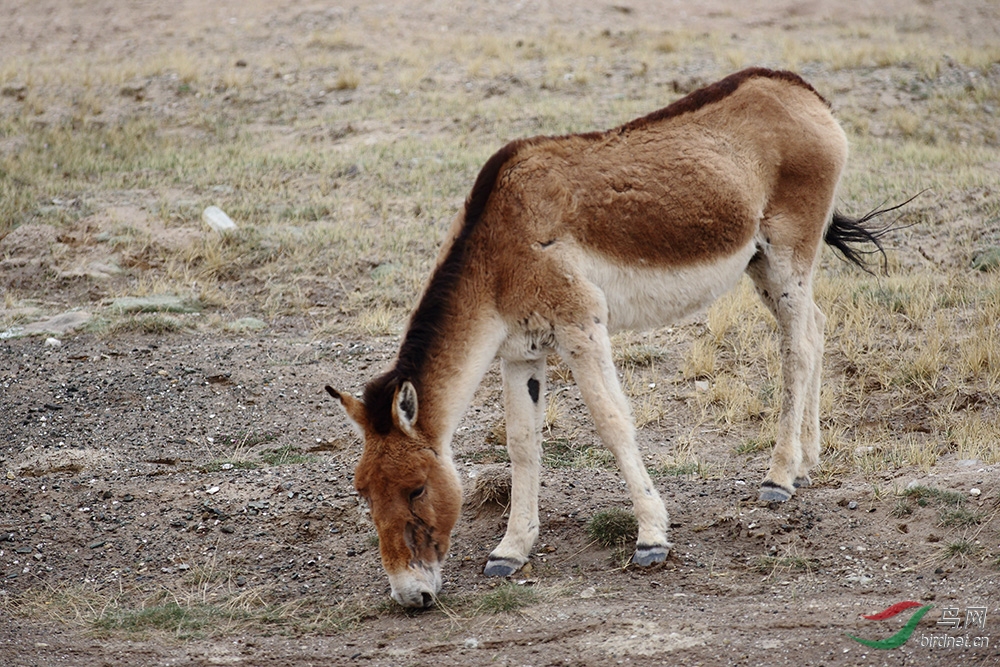 青藏高原 藏野驴