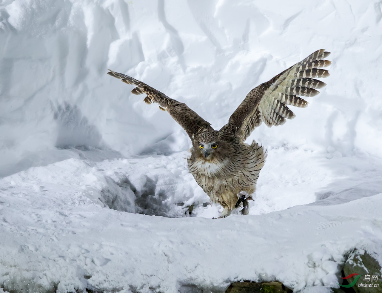 毛腿渔鸮北海道夜拍毛腿渔 