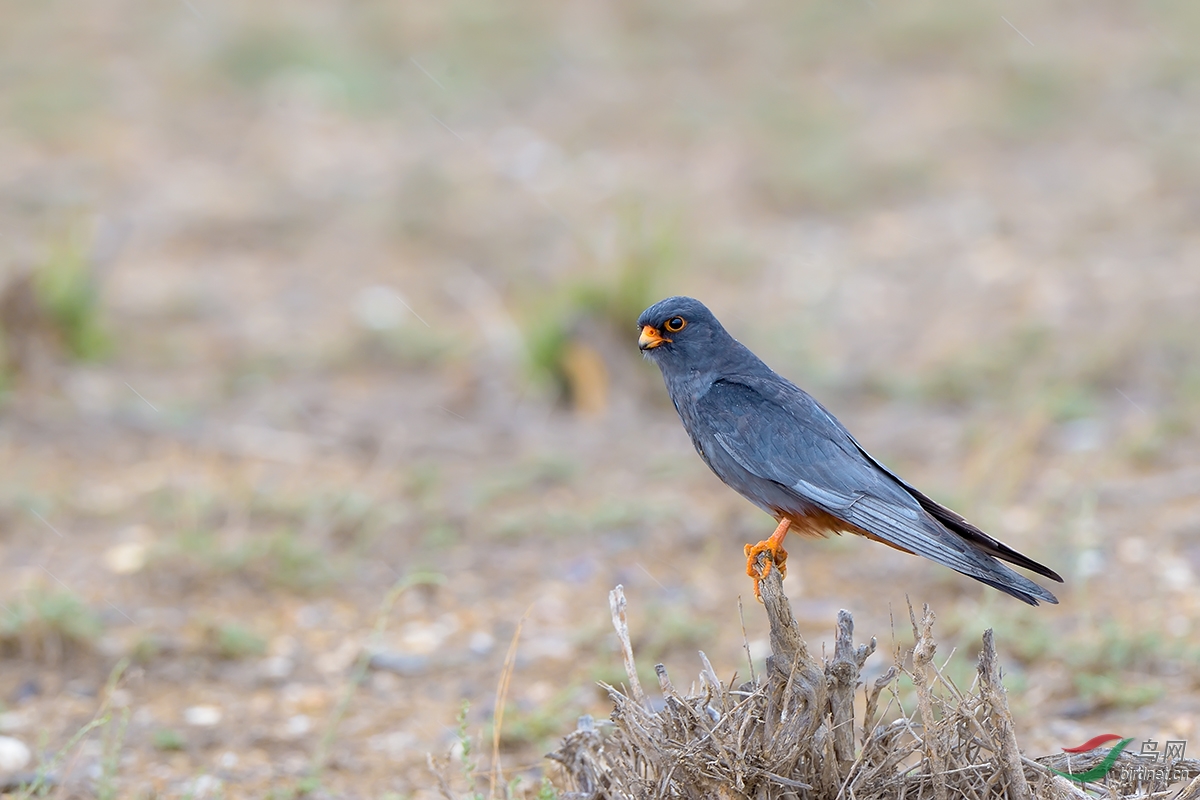 (西红脚隼)西红脚隼---贺四川版新版主荣任!老版主荣升!