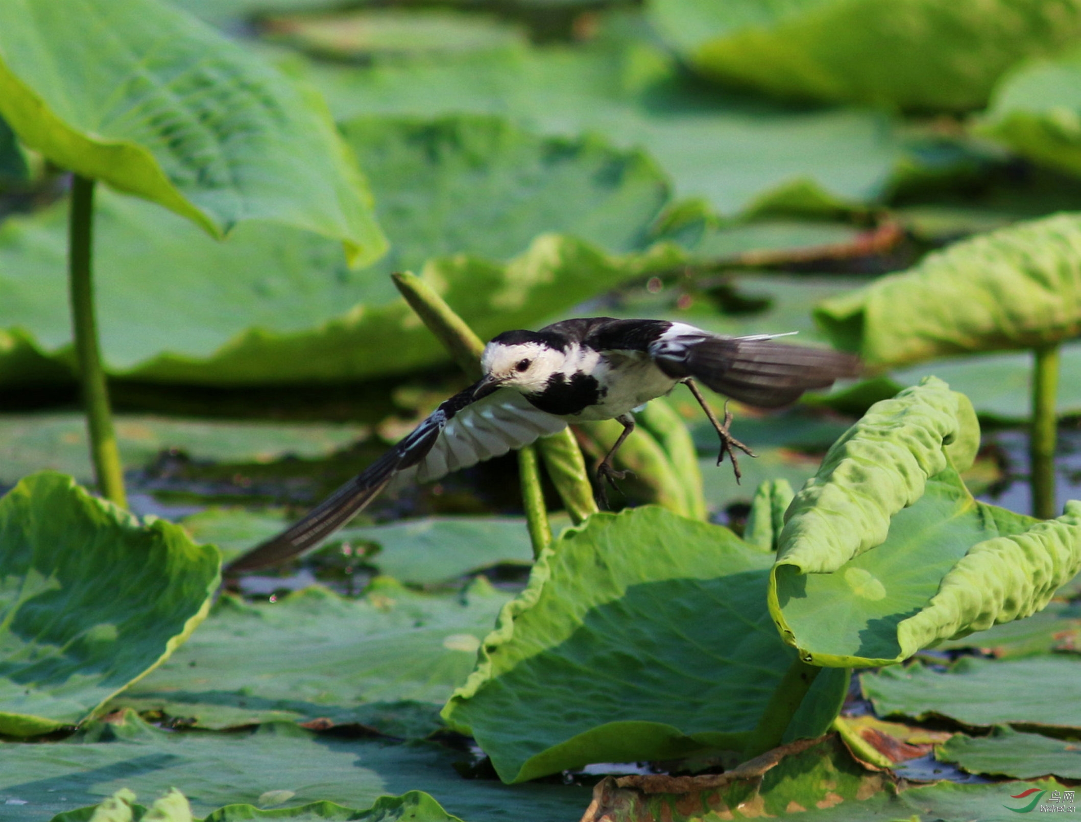 在荷叶上捕食的白鹡鸰