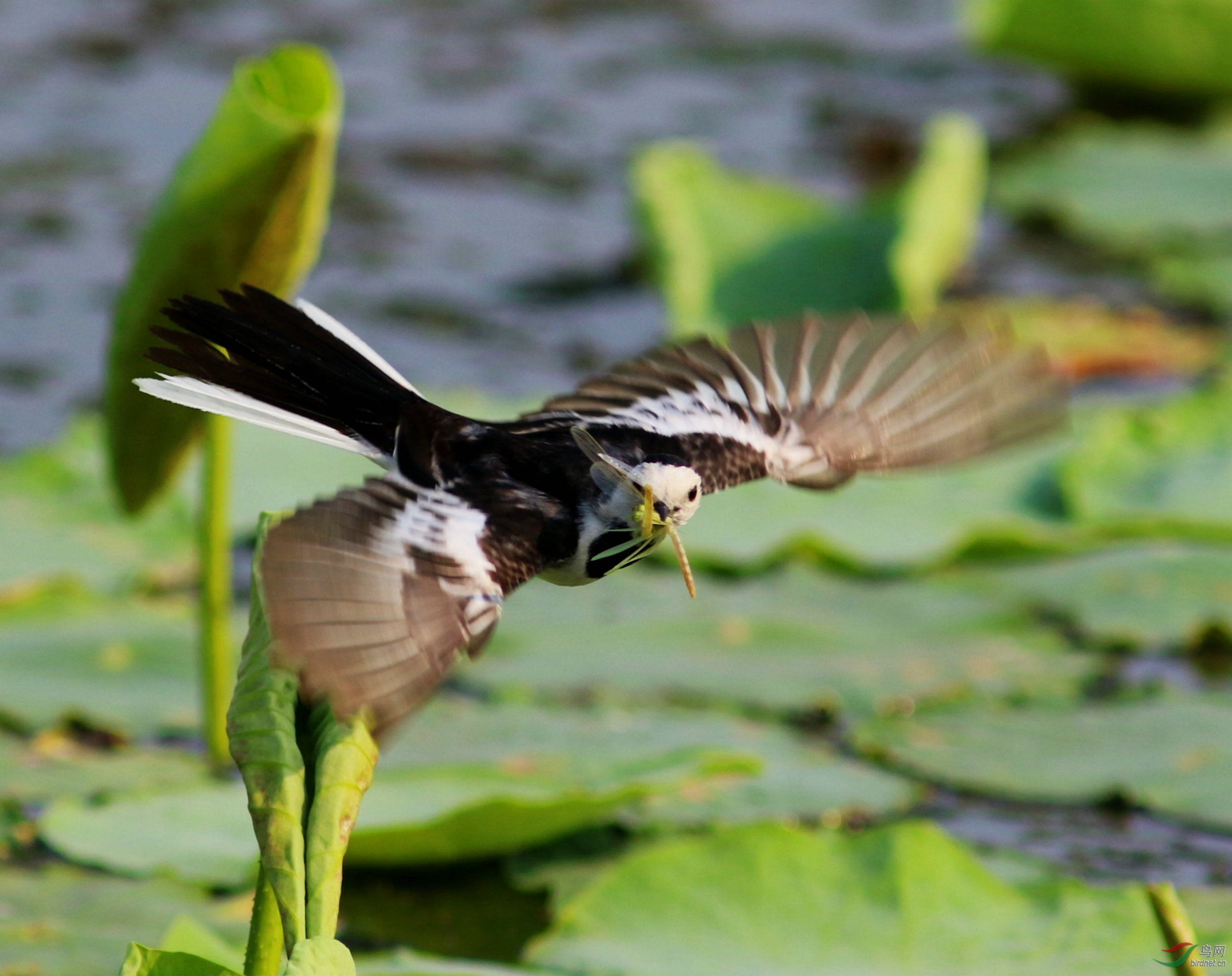在荷叶上捕食的白鹡鸰