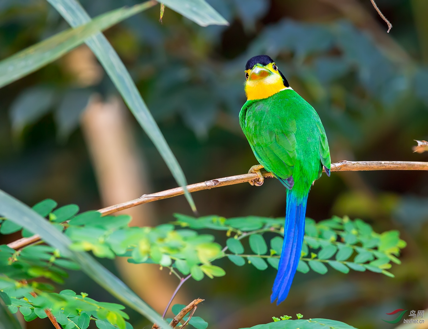 发长尾阔嘴鸟一组向冒着酷暑在拍鸟第一线的老师们致敬