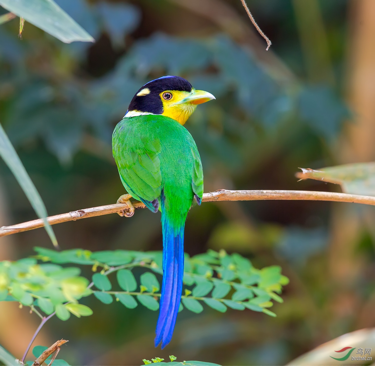 发长尾阔嘴鸟一组向冒着酷暑在拍鸟第一线的老师们致敬