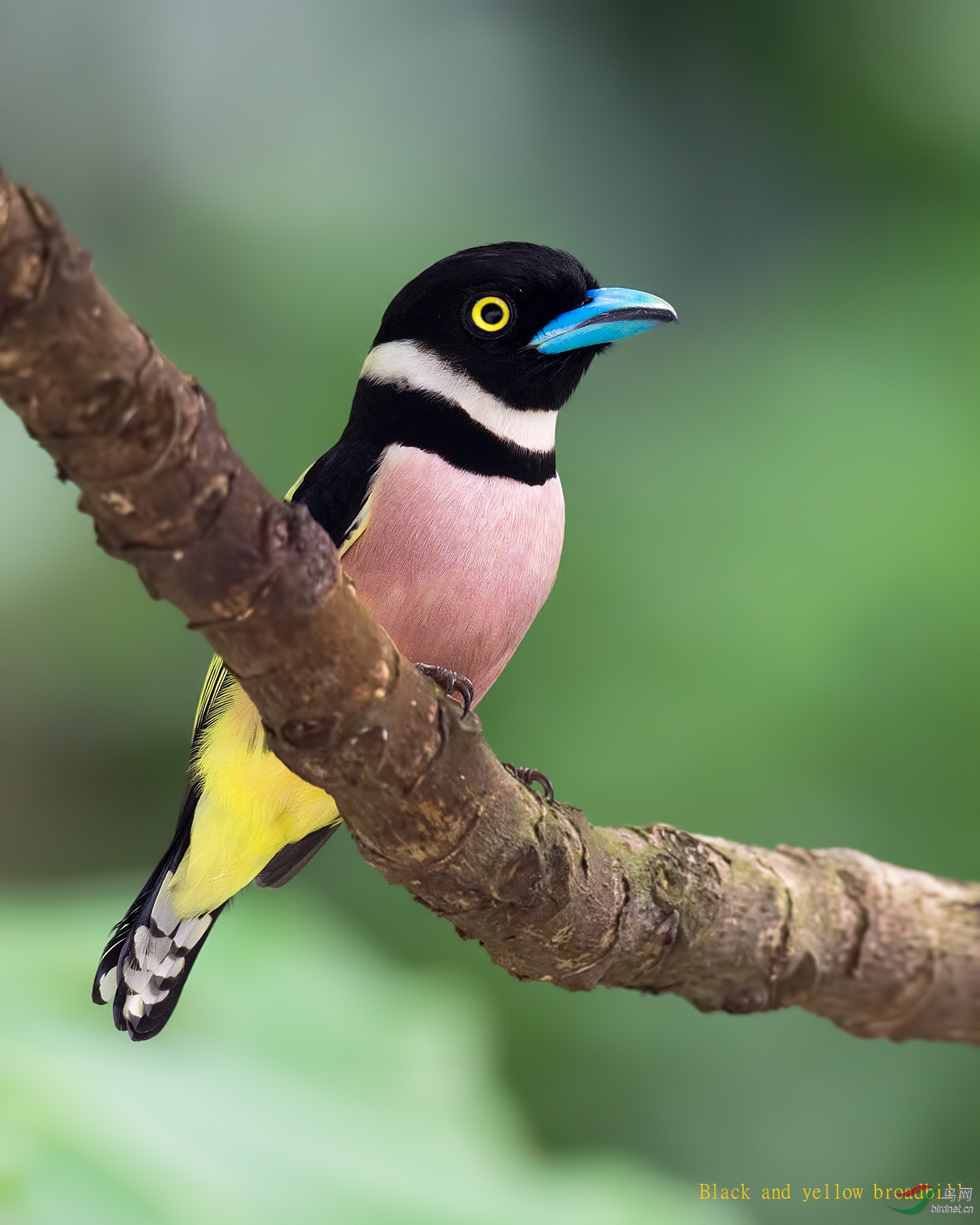 (黑黄阔嘴鸟)black and yellow broadbill(黑黄阔嘴鸟)