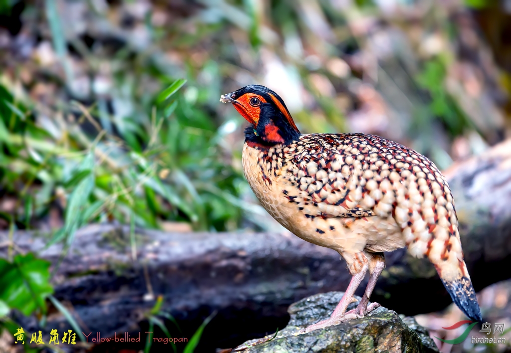 黄腹角雉yellowbelliedtragopan