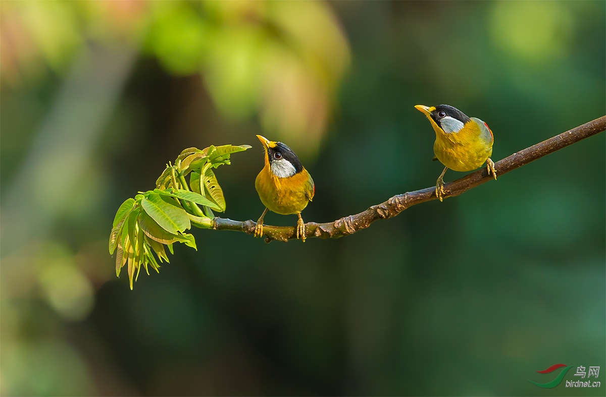 【擂台赛】树上鸟儿成双对(银耳相思鸟05)
