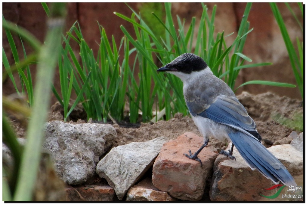 [综合] 灰喜鹊--幼鸟