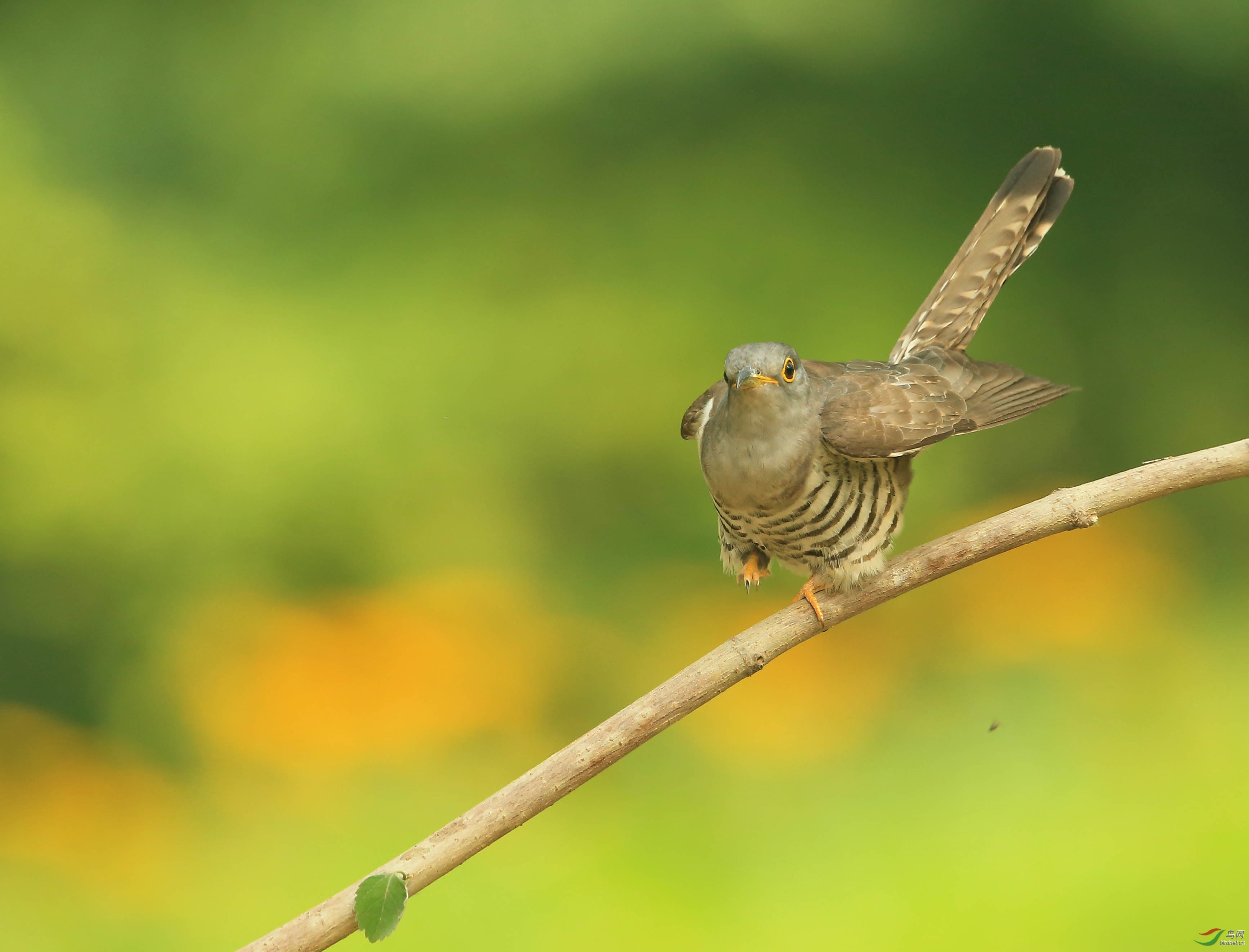 可爱的奥森四声小杜鹃