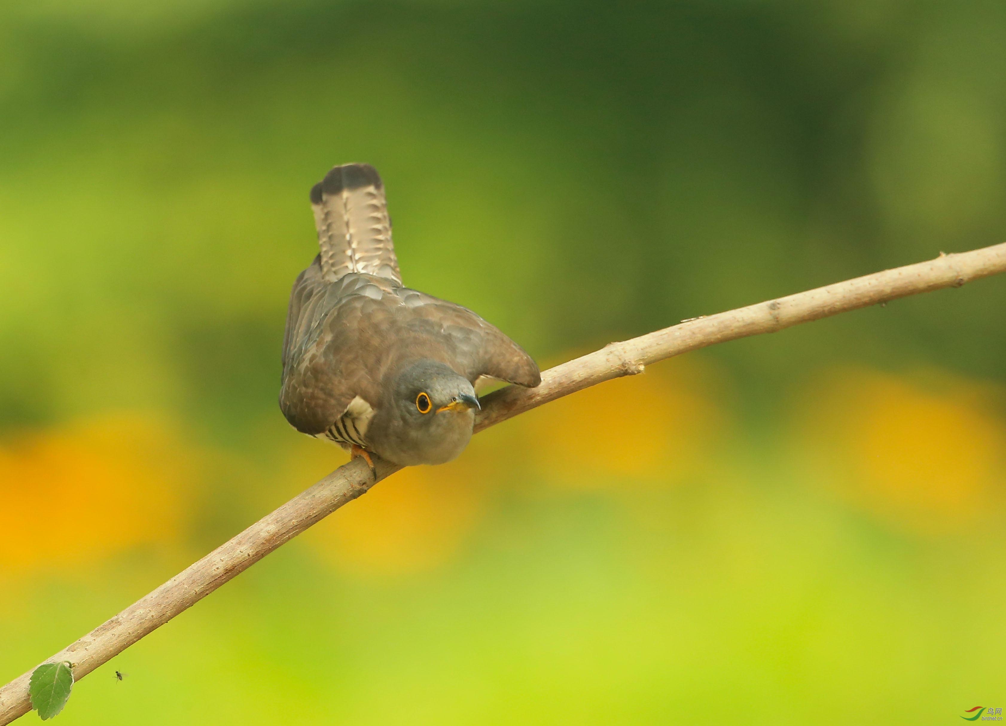 可爱的奥森四声小杜鹃