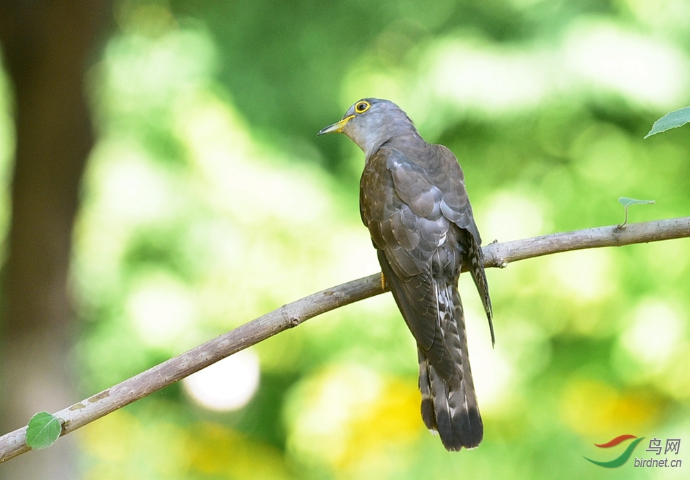 四声杜鹃(雏鸟)