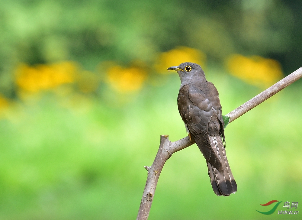 四声杜鹃(雏鸟)