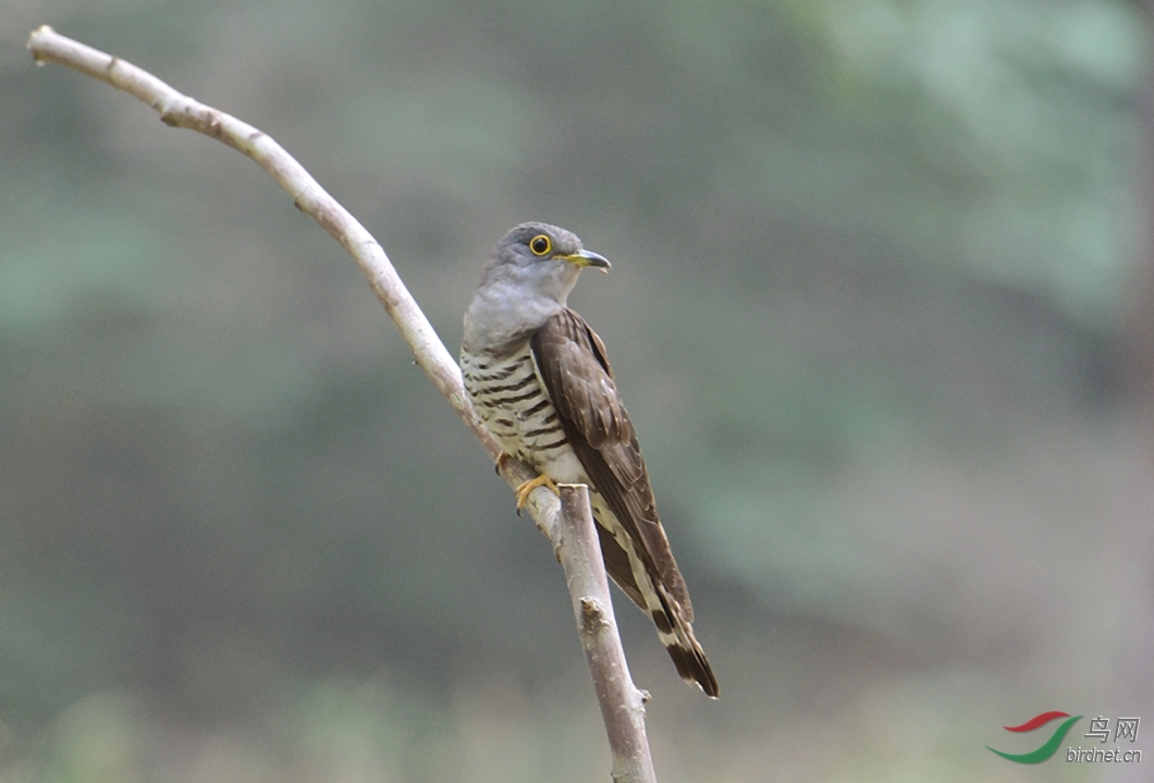 四声杜鹃(雏鸟)