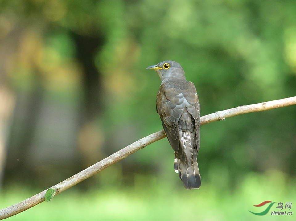 四声杜鹃(雏鸟)