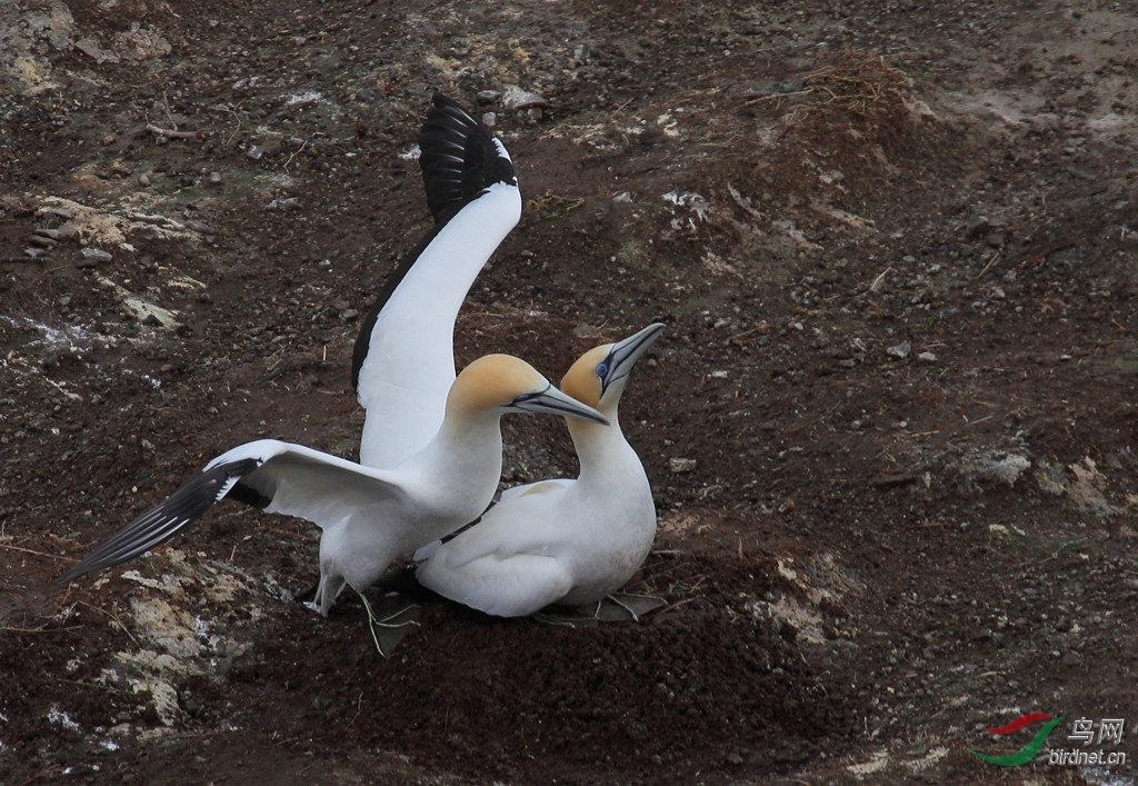 (北鲣鸟)北方塘鹅的口水仗