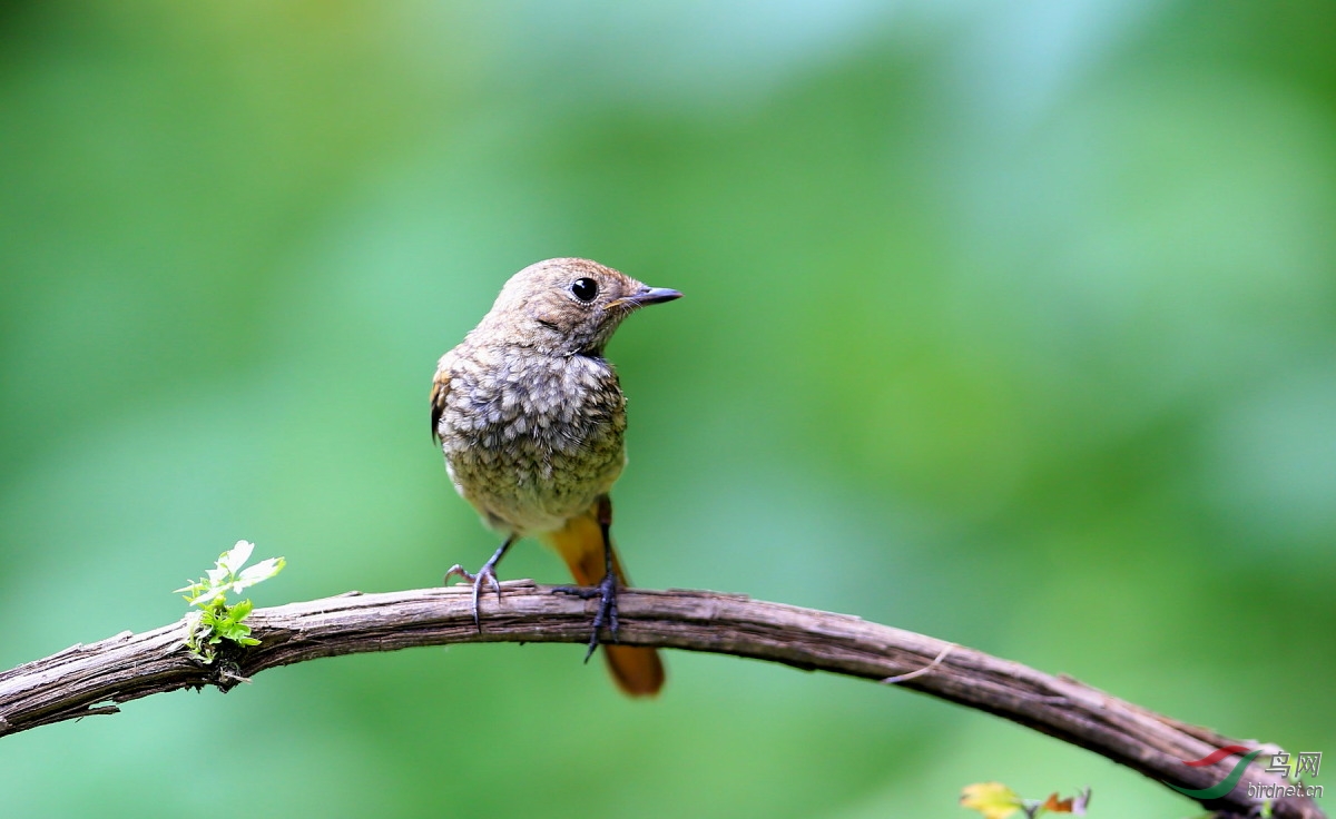 偶遇北红尾鸲亚成鸟
