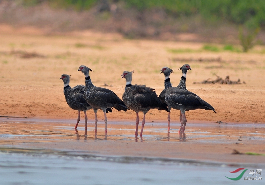 冠叫鸭 - 陕西版 shanxi 鸟网