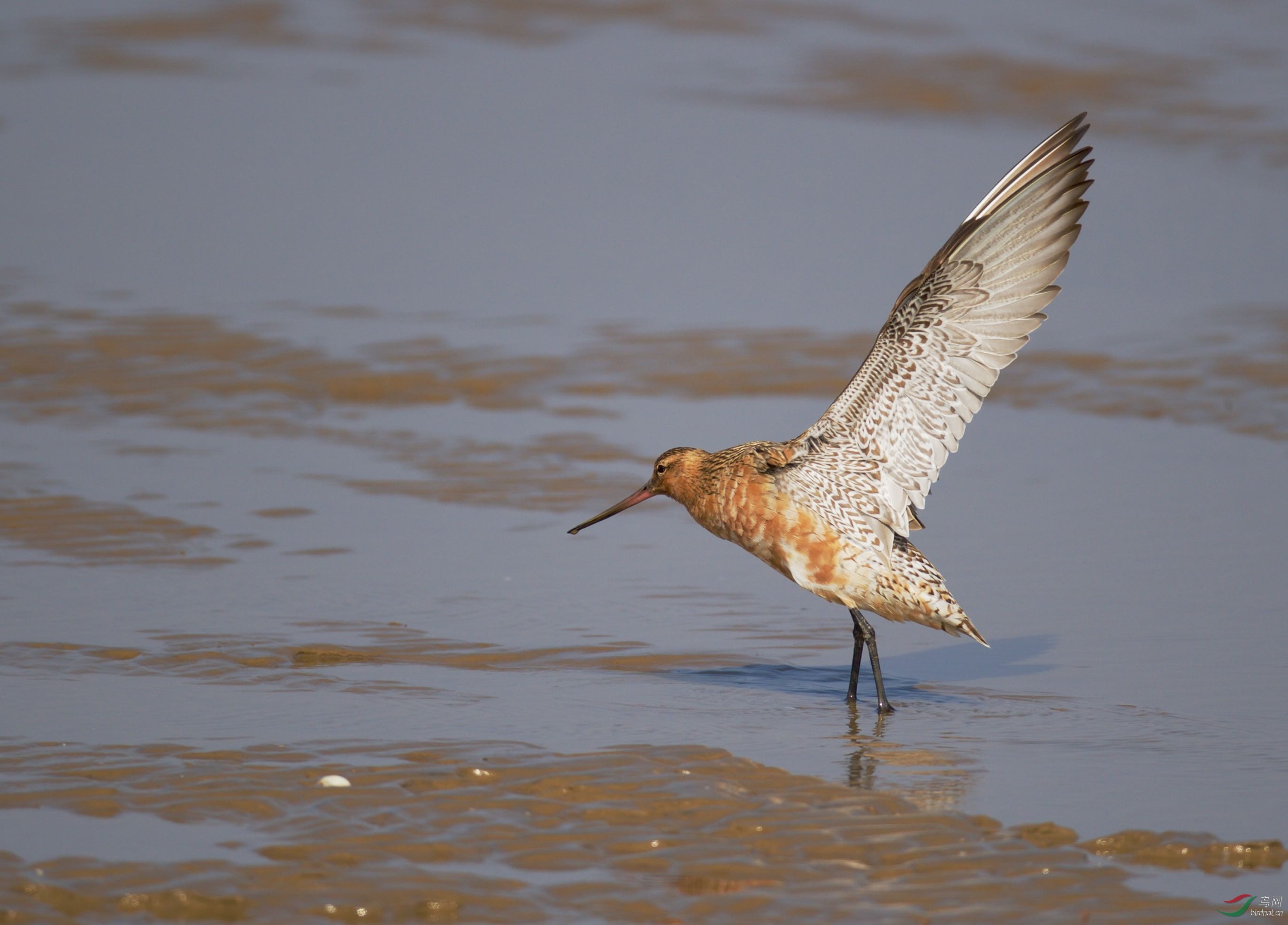 斑尾塍鹬祝鸟网老师们周末快乐