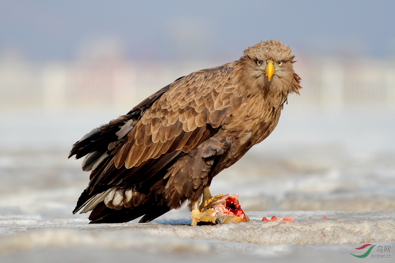 【白尾海雕】 - 观鸟拍鸟之旅 鸟网