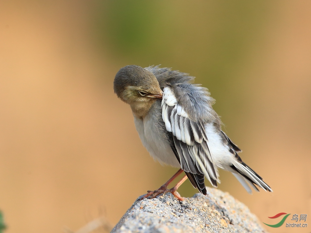 白鹡鸰幼鸟