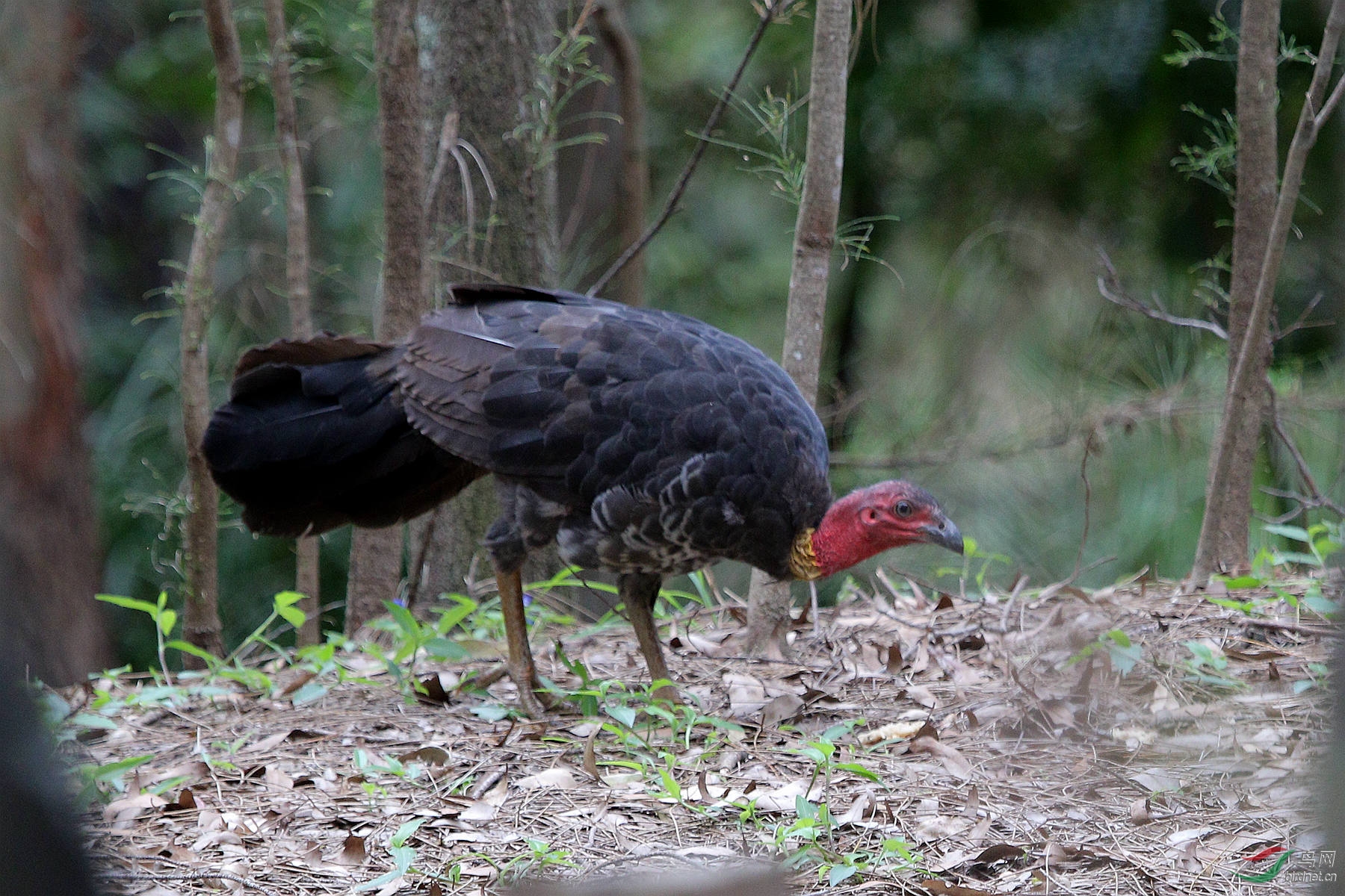 澳洲鸟类(22)——灌丛冢雉(续二)