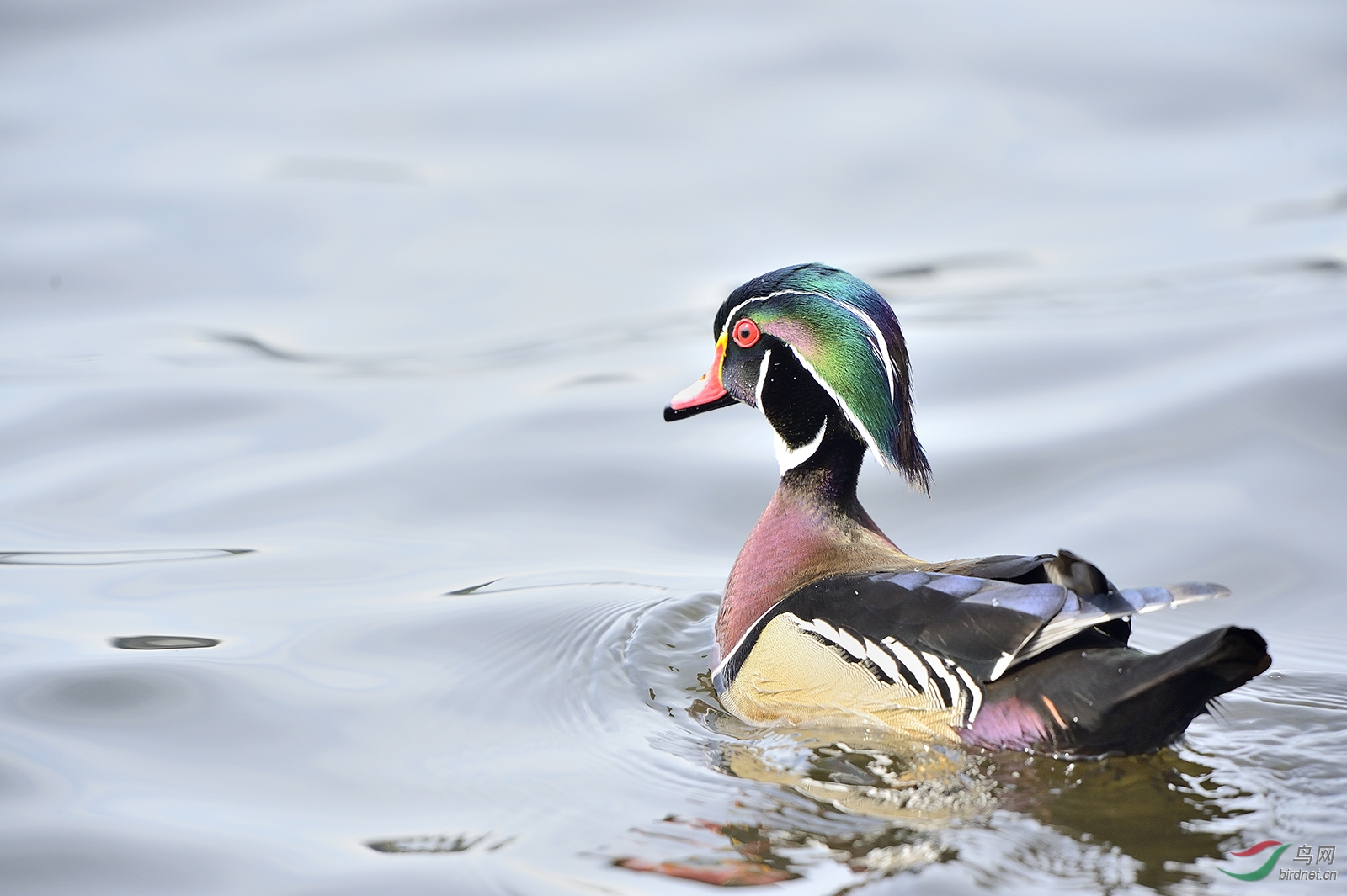 林鸳鸯——祝朋友们端午节安康!