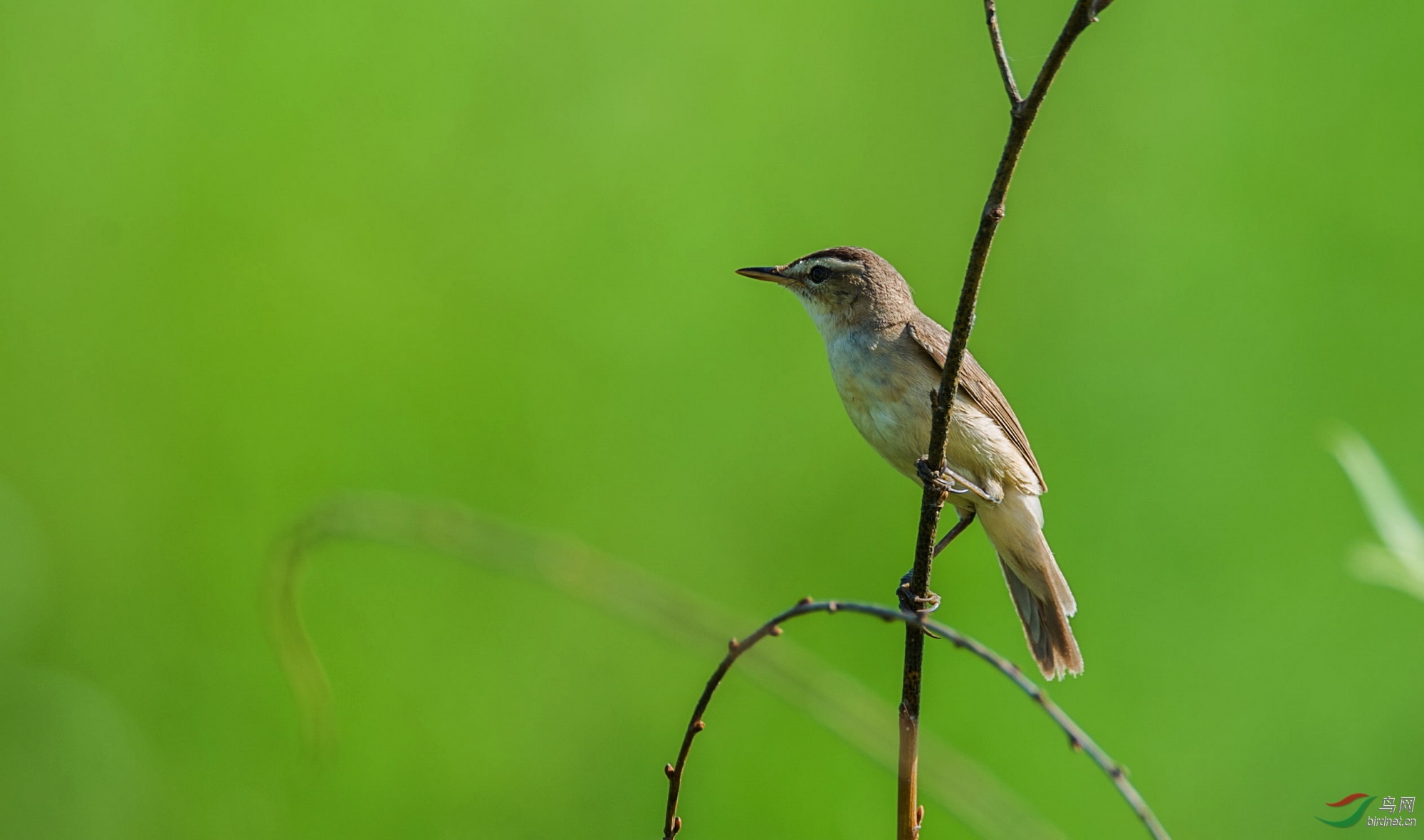 细纹苇莺