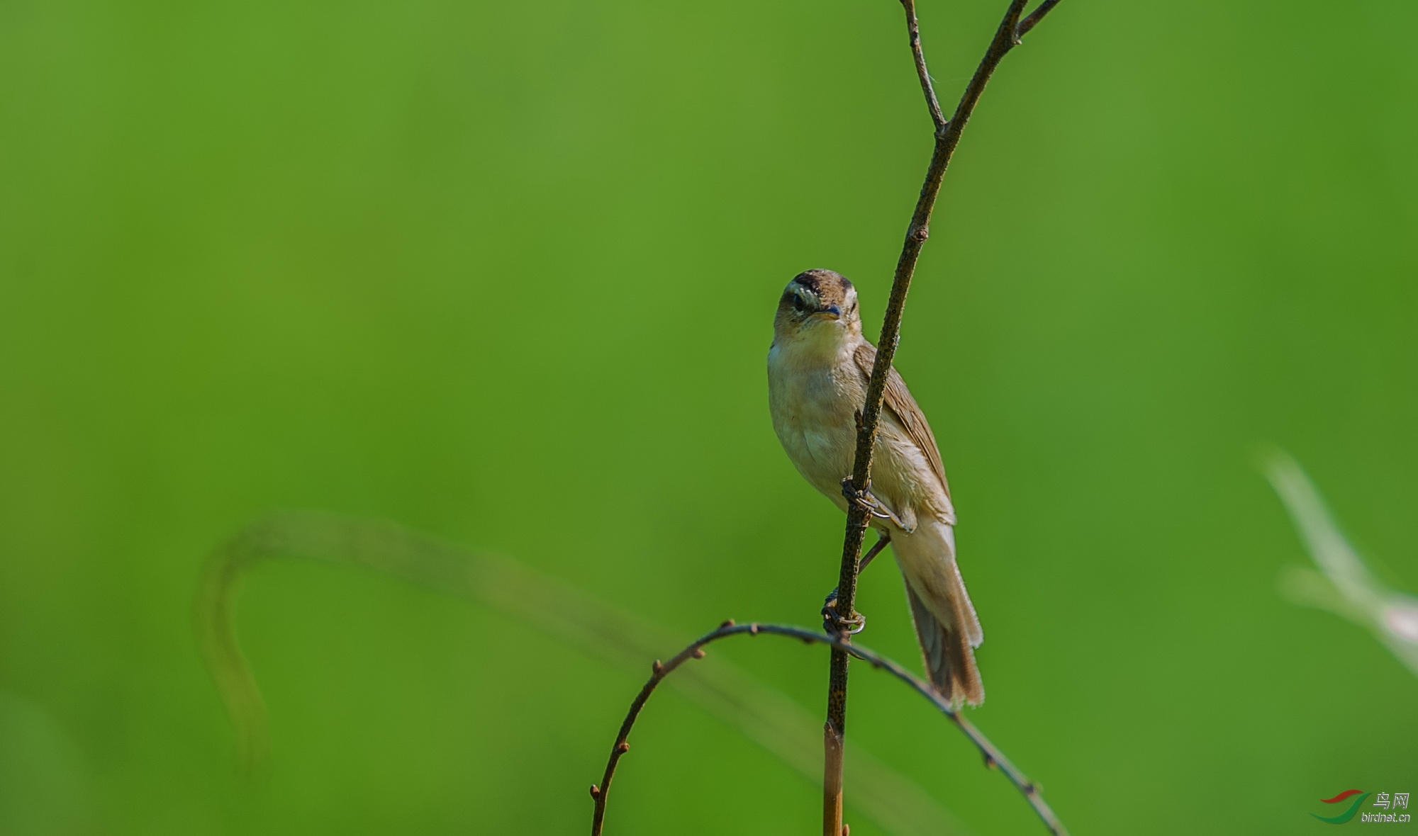 细纹苇莺