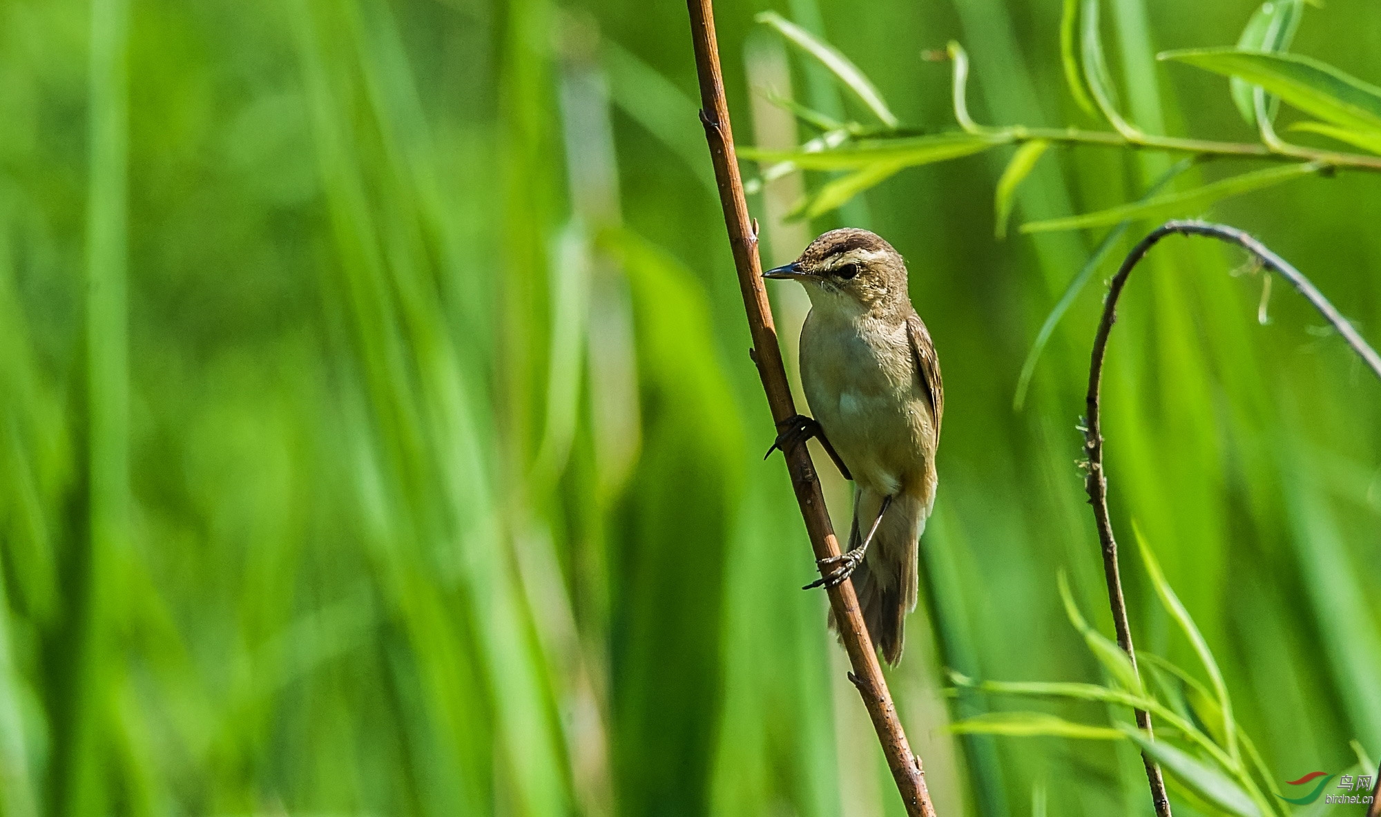 细纹苇莺