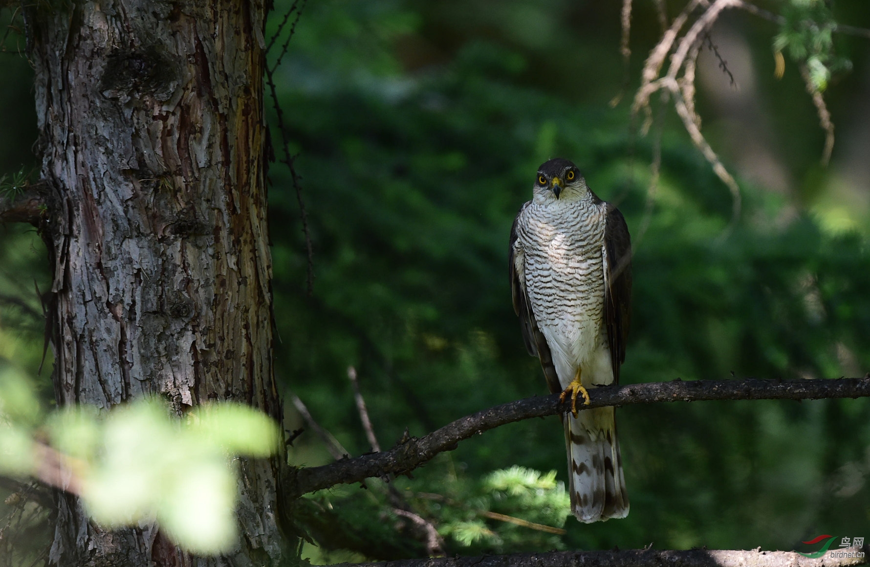 松树林里的松雀鹰