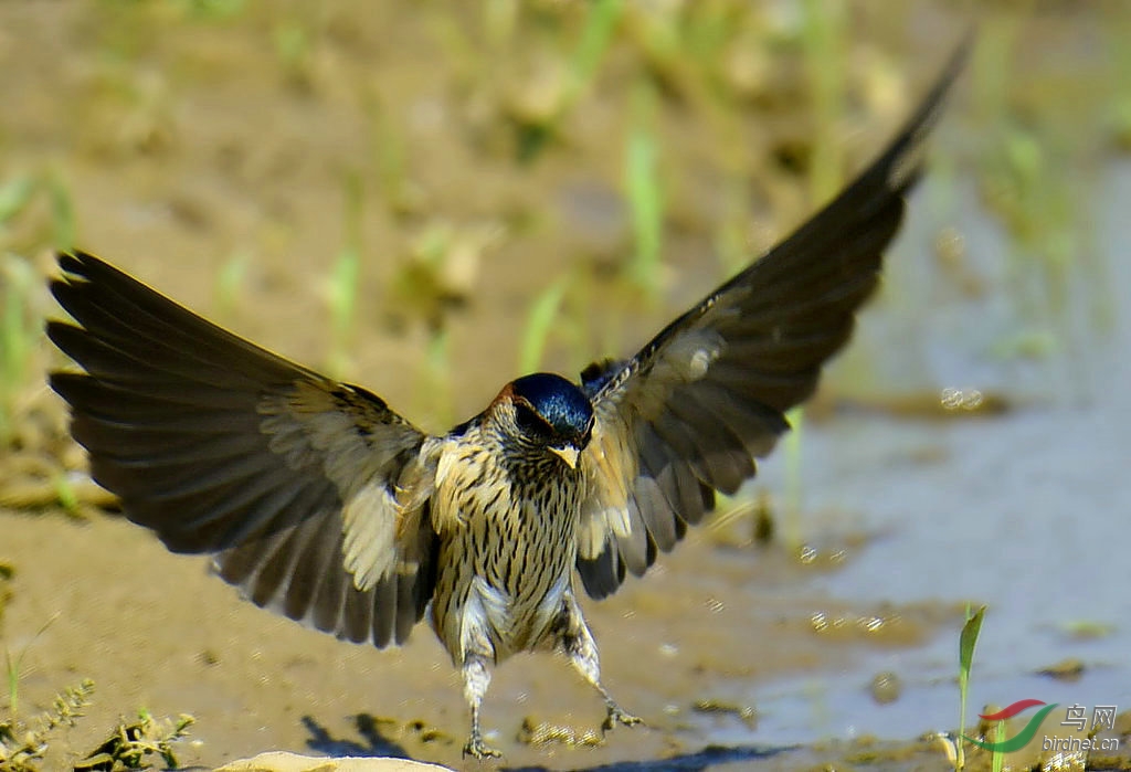 又一种燕子 习拍