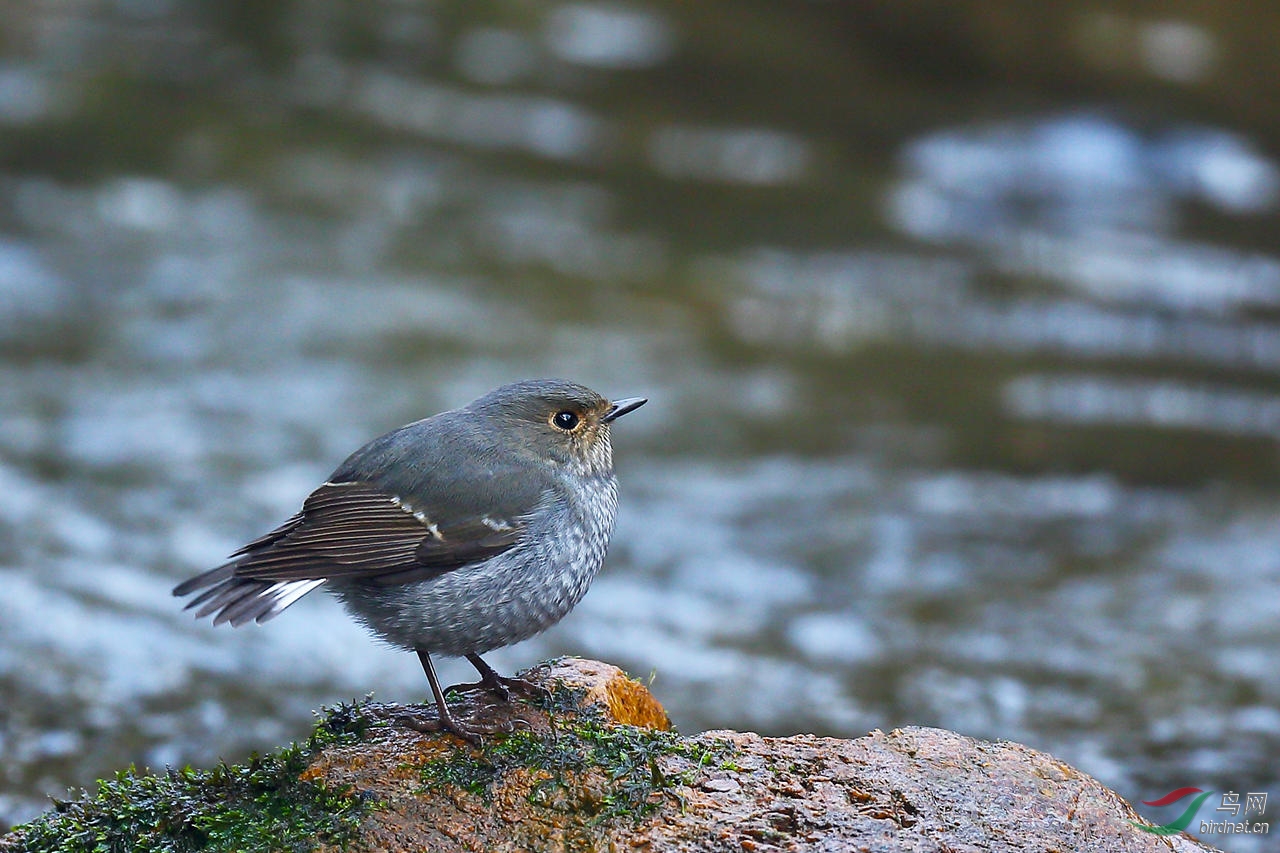 小溪边的红尾水鸲