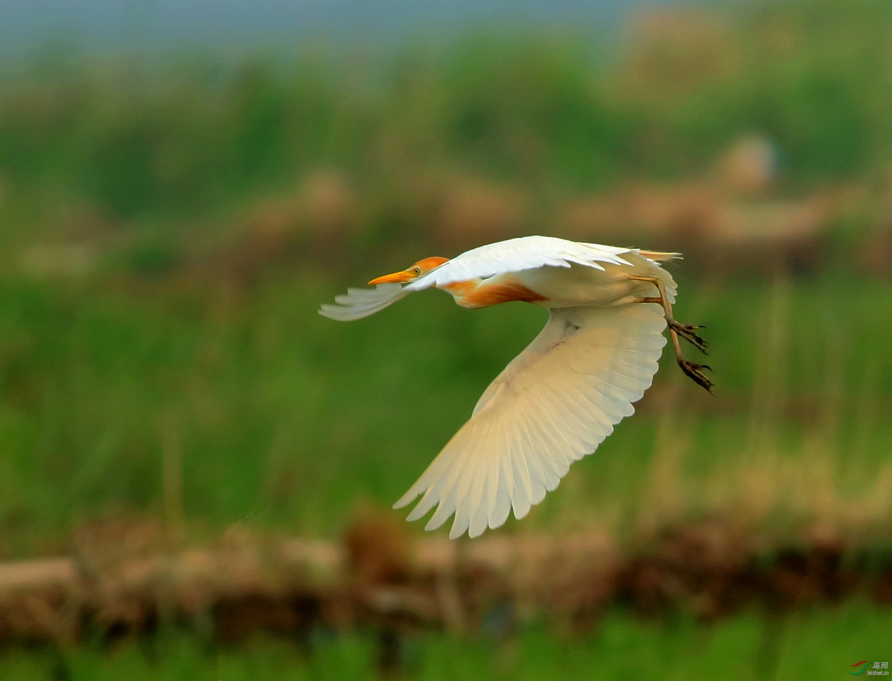 起飞的牛背鹭