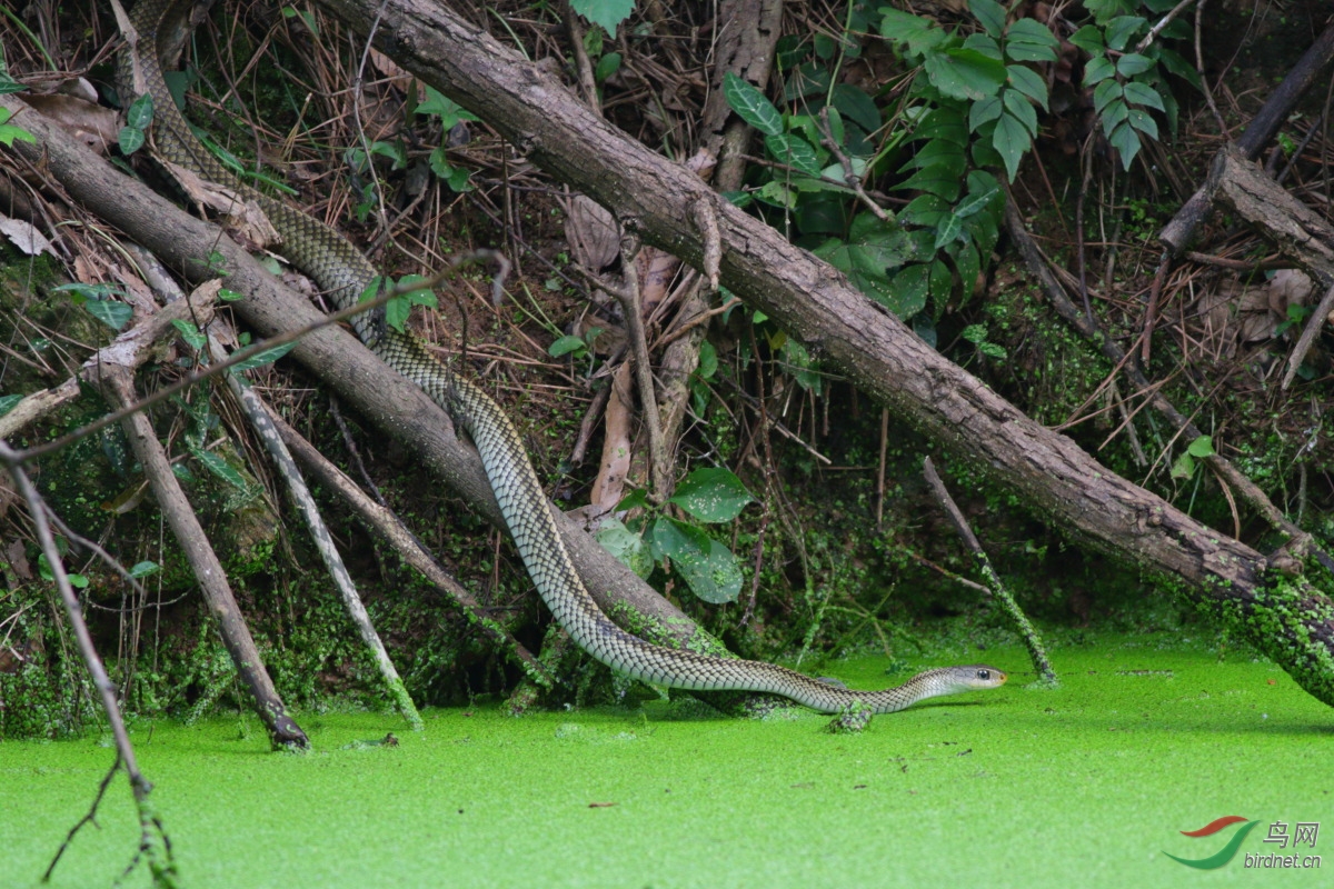 乌梢蛇江苏老山感谢zqr001老师提供蛇名