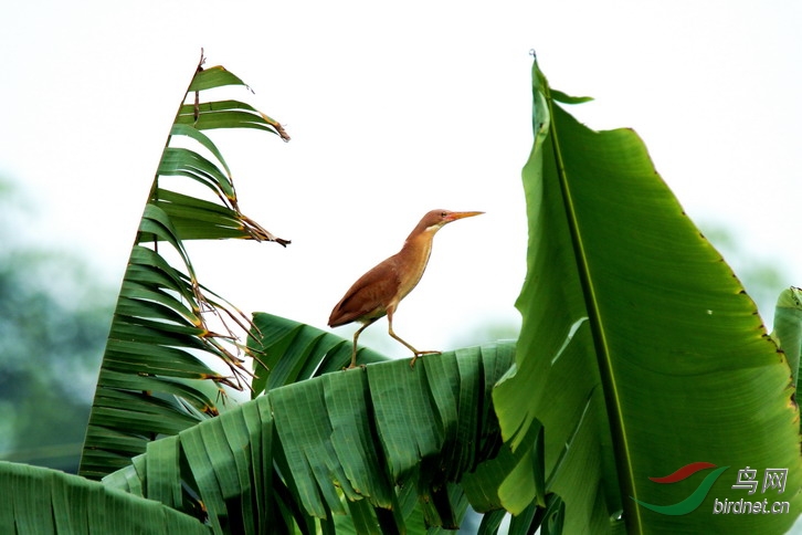 芭蕉树上栗苇鳽