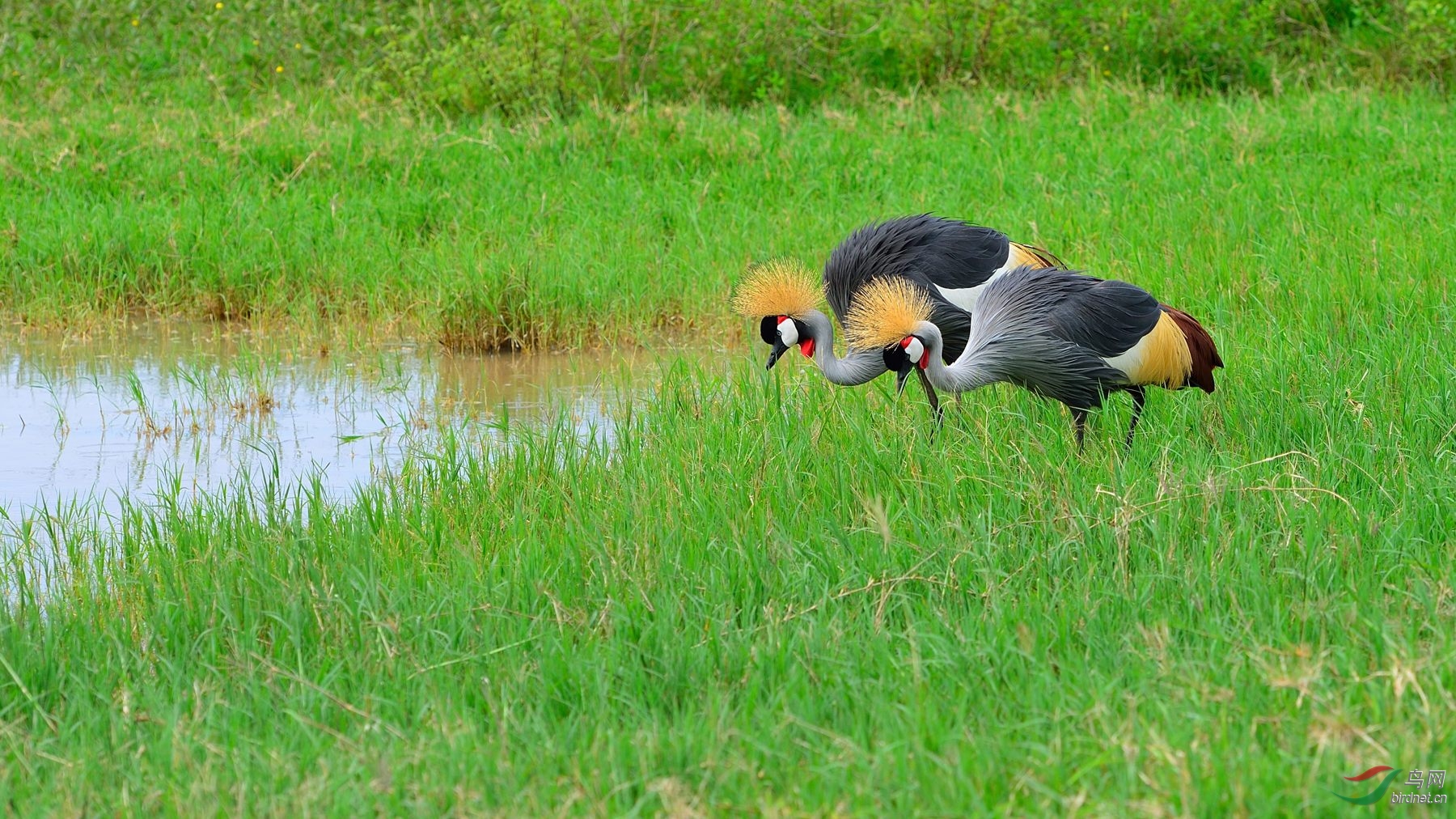 东非冠鹤crowendcrane