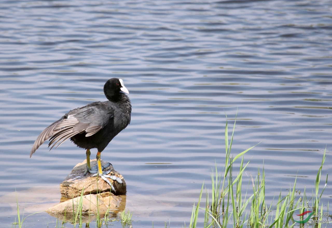 休闲的白骨顶鸡