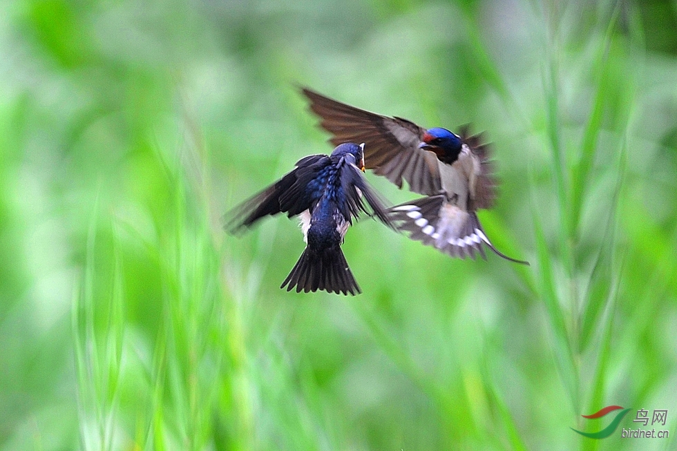 雏燕长成,本领很强,妈妈衔来美味,小燕子飞跃空中接食.