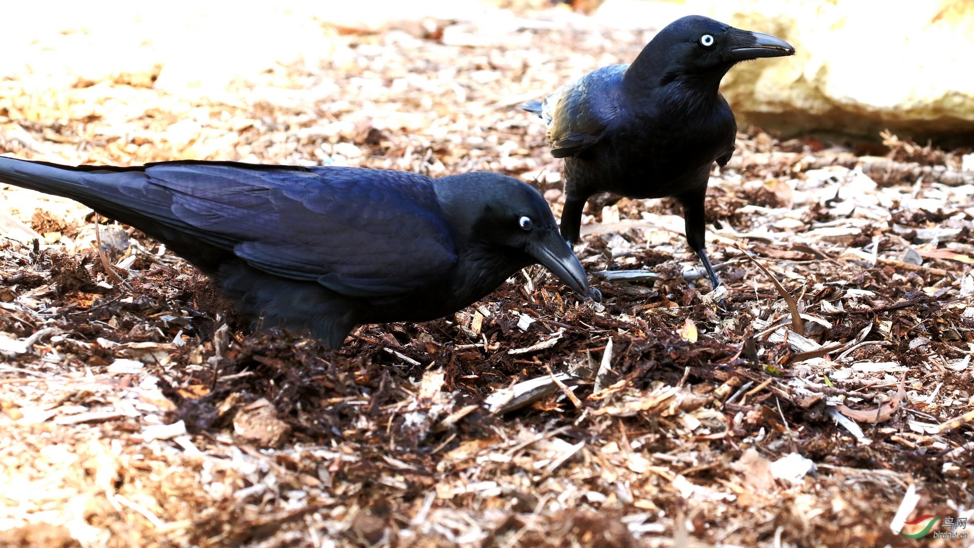 澳洲渡鸦