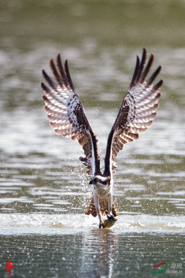 大都市的鱼鹰osprey