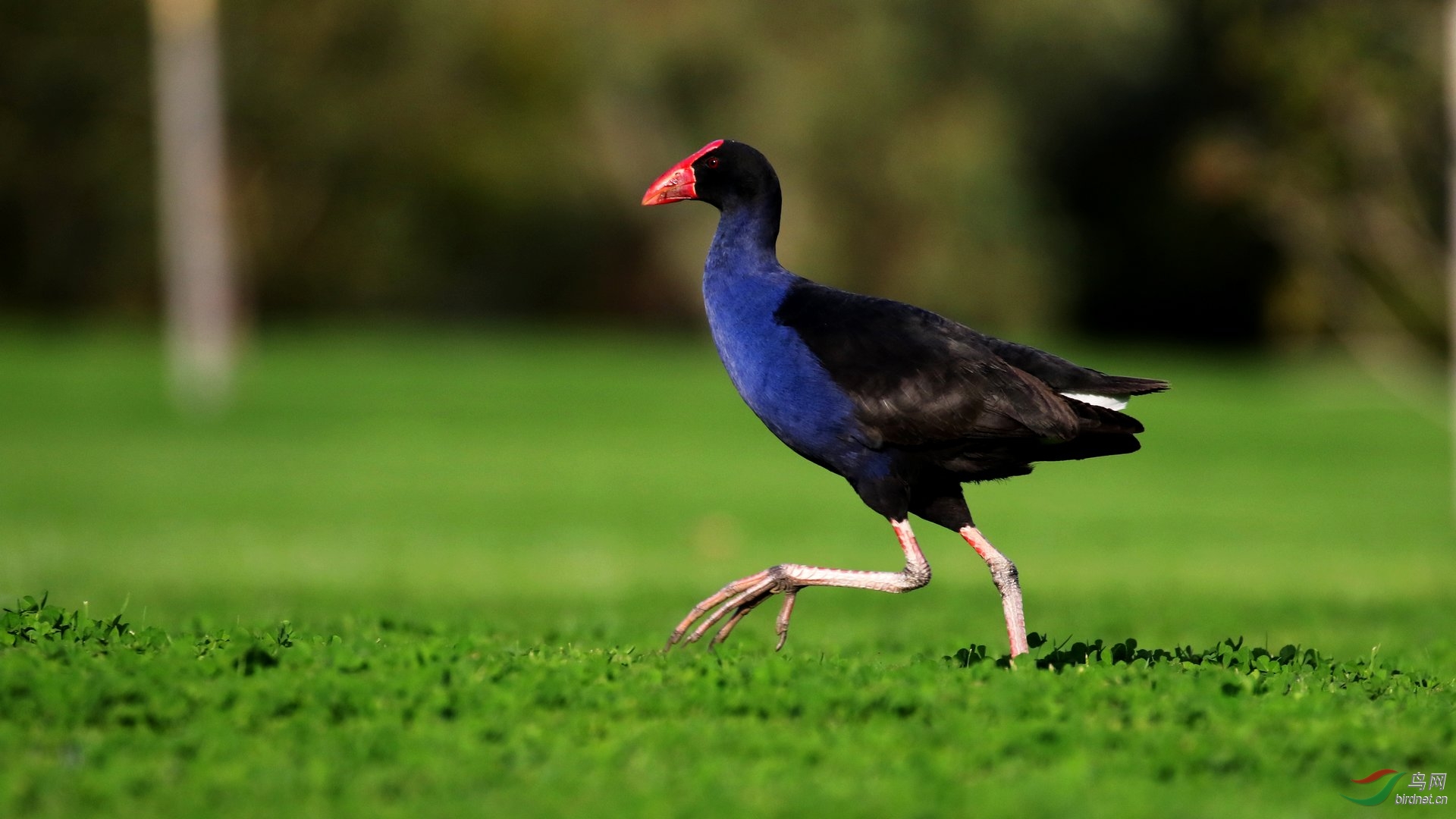 紫水鸡澳洲亚种