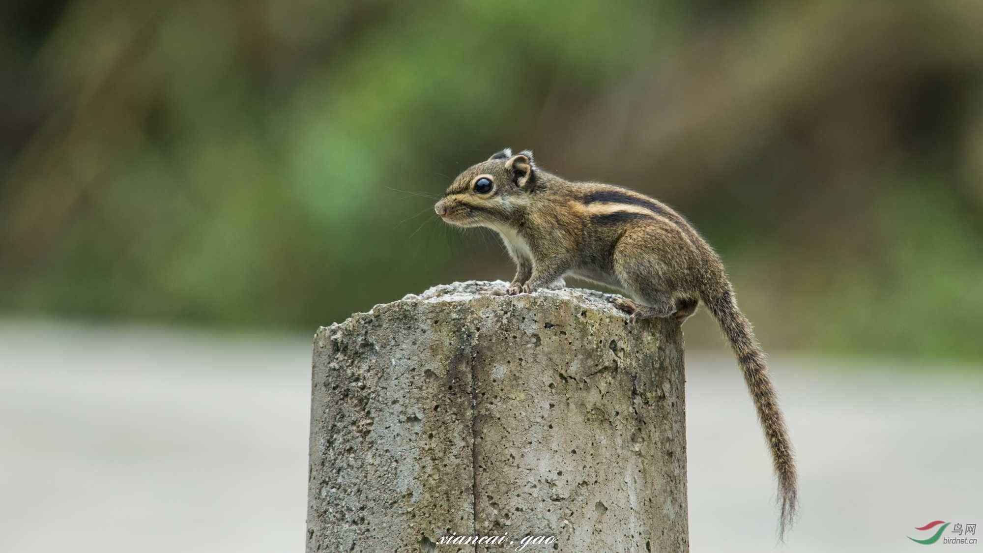 跳蹬玩的倭花松鼠