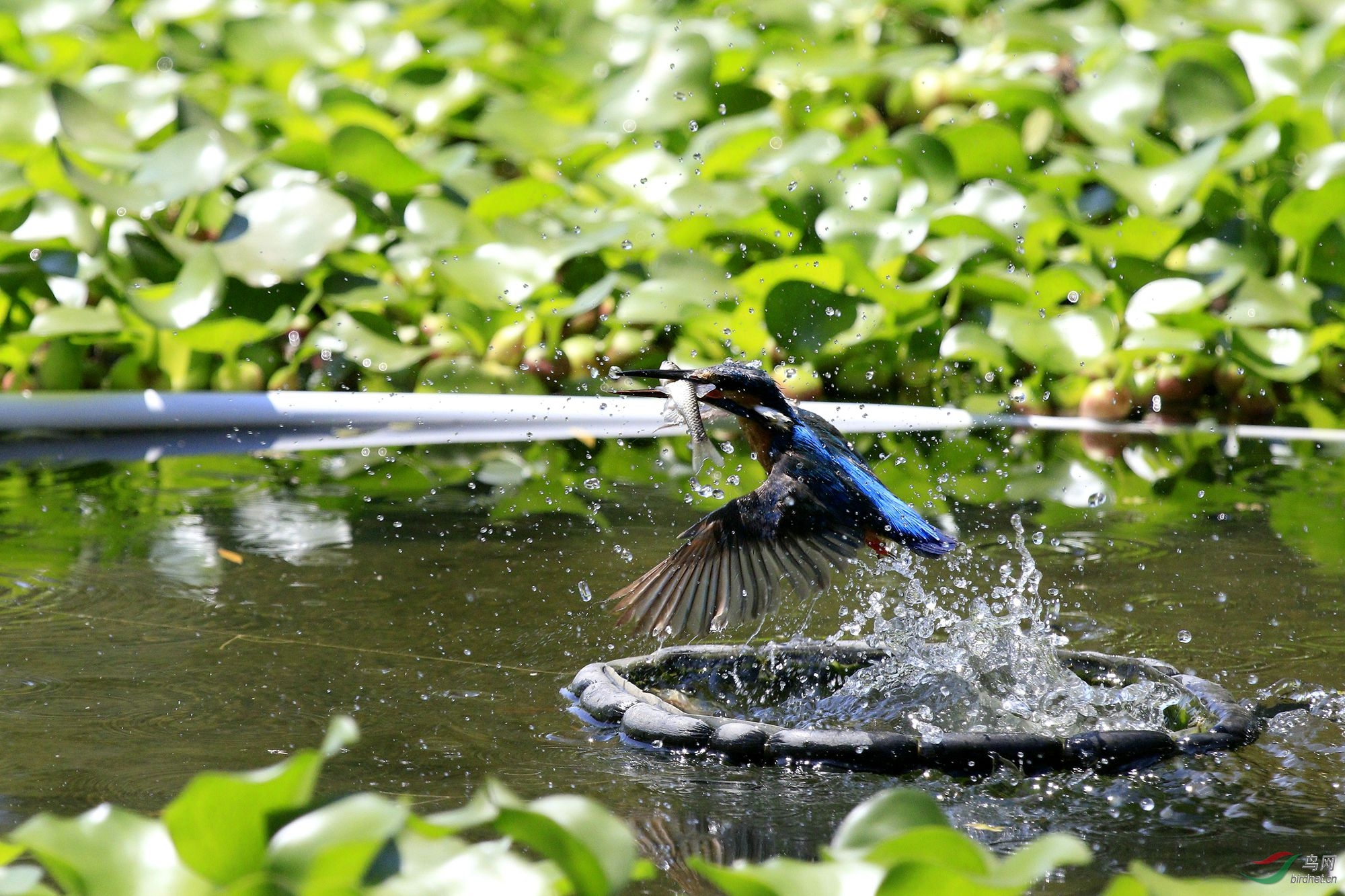 莲翠衔鱼出水