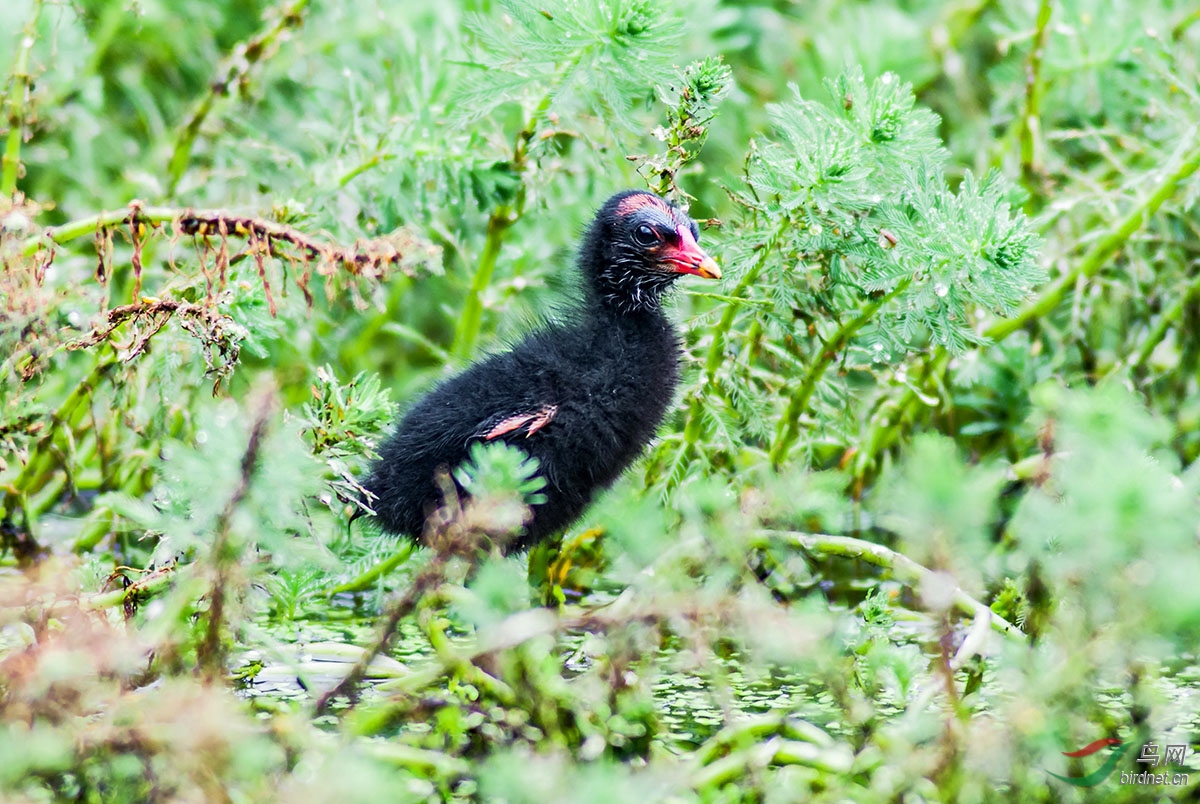 小鸡仔长大了-黑水鸡