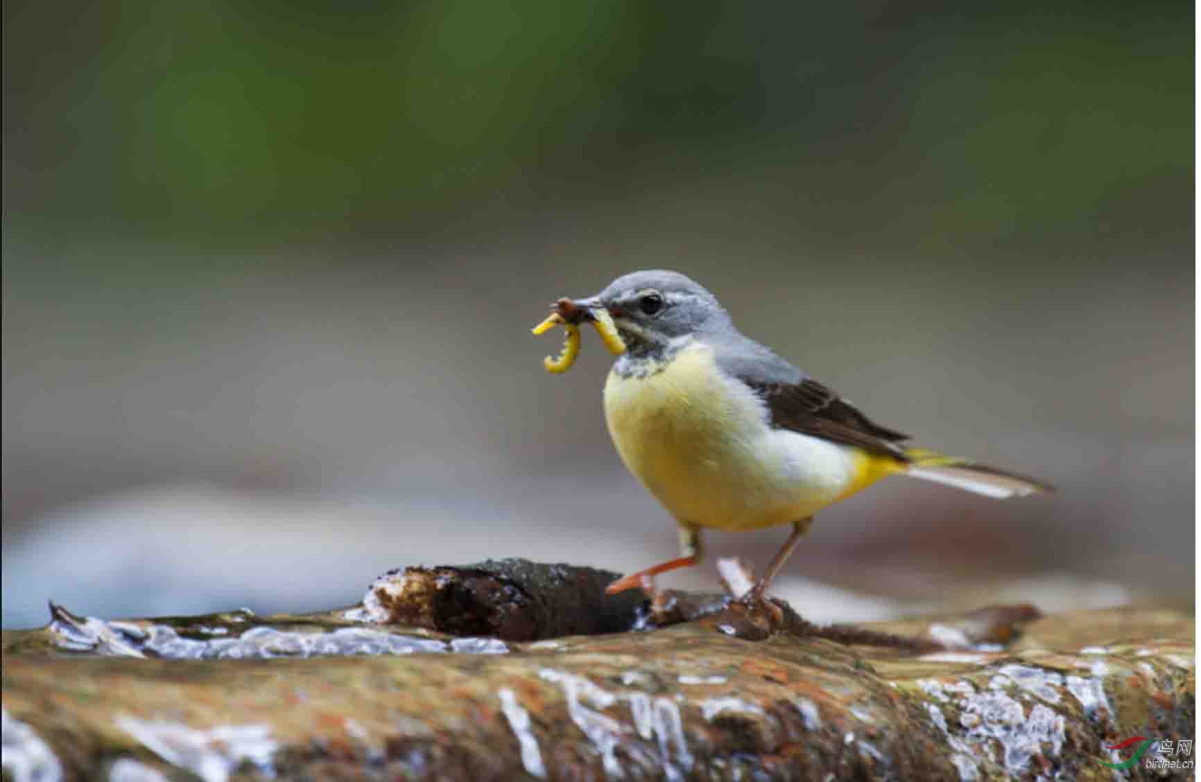 請問這隻鳥叫什麼名字 - 鳥類識別 bird identification 鳥網