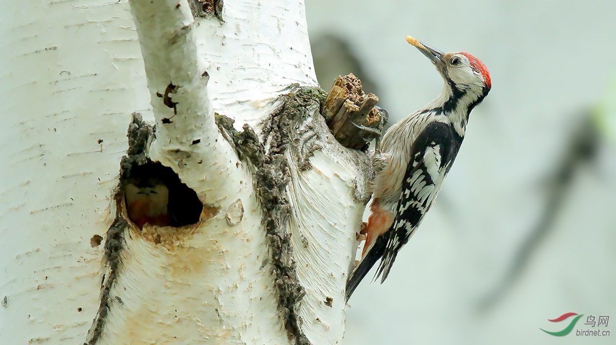 �ױ���ľ��