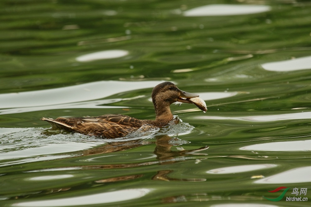 原来鸭子也捉鱼