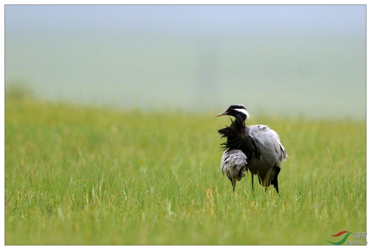 辽宁版 liaoning 鸟网