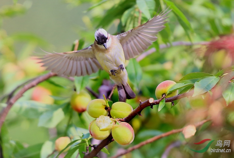 夏天花果山上的桃子熟了鸟的水果便有了夏天是幸福的