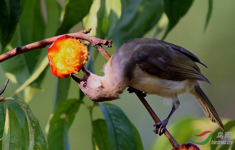 夏天花果山上的桃子熟了鸟的水果便有了夏天是幸福的