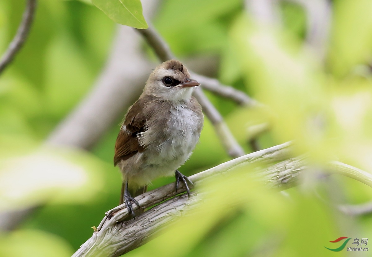 这是什么鸟,有点像鹎?